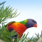 Sticky Beak